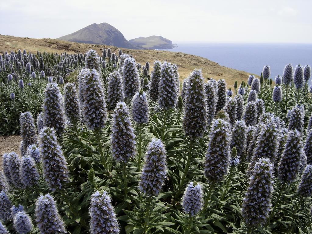 Madeira Bright Star By Petit Hotels Funchal (Madeira) Exterior foto